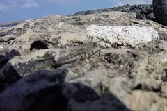 Promachus consanguineus