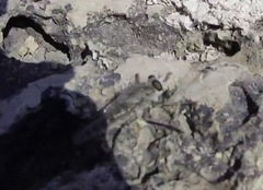 Promachus consanguineus