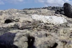 Promachus consanguineus