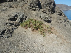 Nolana ramosissima