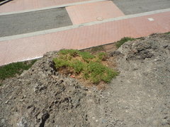 Nolana ramosissima