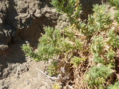 Nolana ramosissima