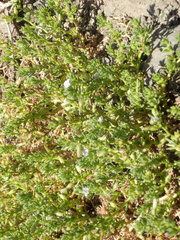Nolana ramosissima
