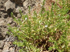 Nolana ramosissima