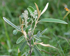 Olearia megalophylla