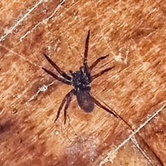 Ctenidae