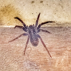 Ctenidae
