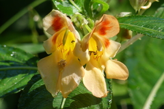 Impatiens pulchra