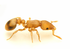 Colobostruma biconvexa