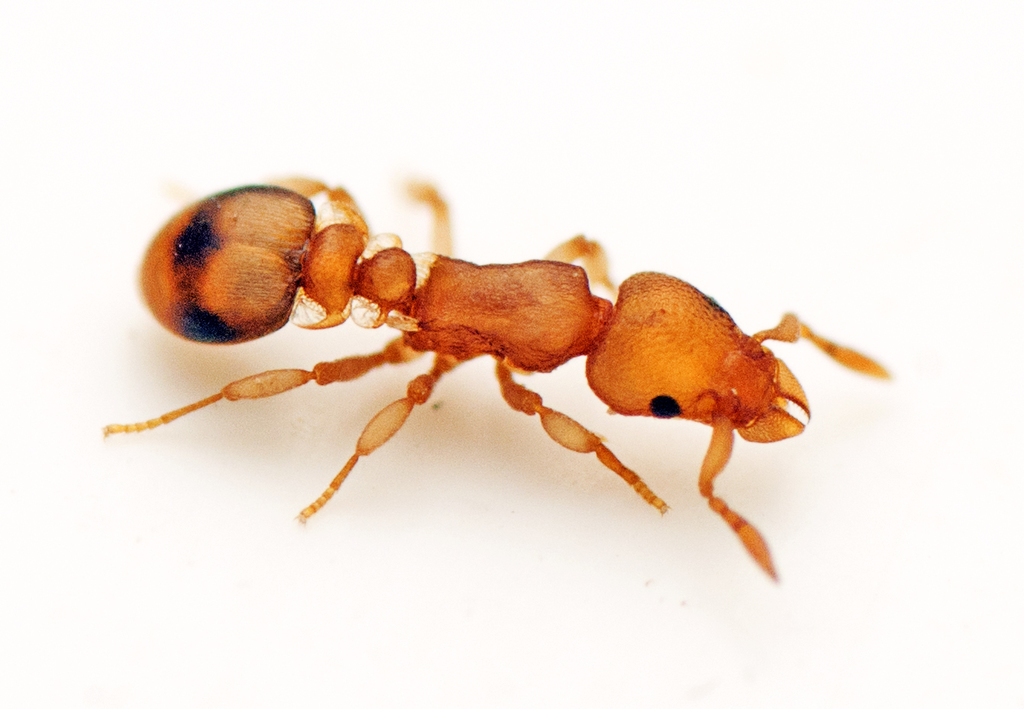 Higher Myrmicine Ants