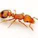 Higher Myrmicine Ants - Photo (c) tjeales, some rights reserved (CC BY-SA), uploaded by tjeales