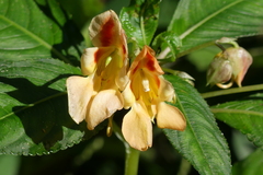 Impatiens pulchra