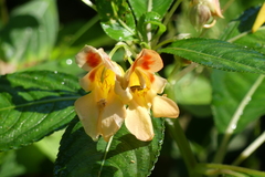 Impatiens pulchra