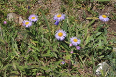 Erigeron subtrinervis