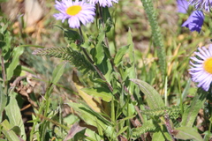 Erigeron subtrinervis
