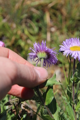 Erigeron subtrinervis