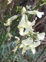 Astragalus reventiformis