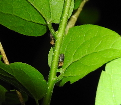 Pachypsylla celtidisgemma