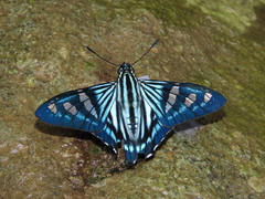 Phocides perillus