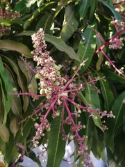 Mangifera