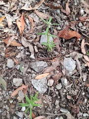 Spermacoce brachystema