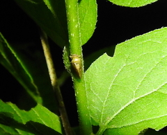 Pachypsylla celtidisgemma