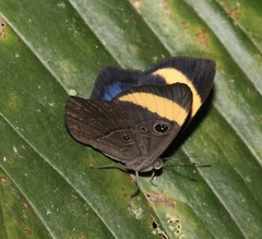 Mesosemia pacifica