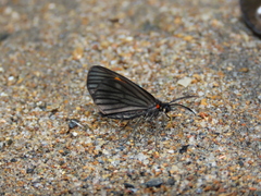 Sangalopsis microleuca