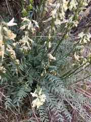 Astragalus reventiformis