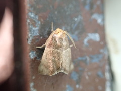 Euprosterna aroensis