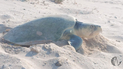 Kemp's Ridley photo 5