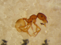 Pheidole rugosula