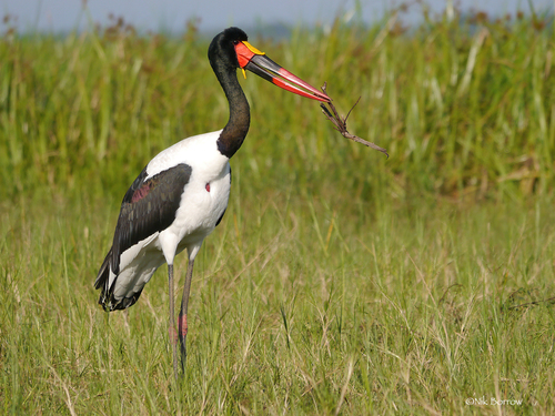 Saddle-billed Stork