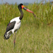 Saddle-billed Stork - Photo (c) Nik Borrow, some rights reserved (CC BY-NC)