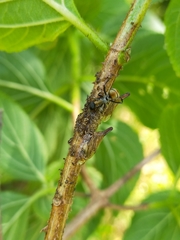 Aconophora compressa