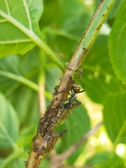 Aconophora compressa