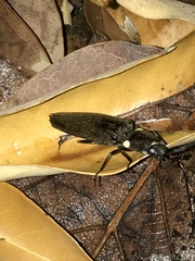 Ignelater havaniensis