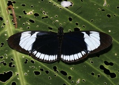 Heliconius cydno