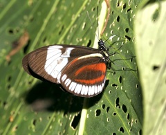 Heliconius cydno