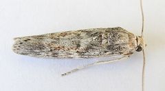Cactobrosis fernaldialis