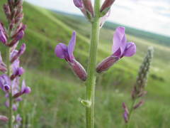 Oxytropis knjazevii
