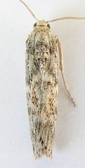 Cactobrosis fernaldialis
