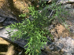 Colletia hystrix