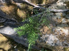 Colletia hystrix