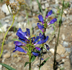 Penstemon cyaneus