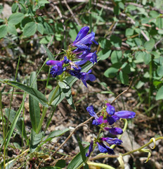 Penstemon cyaneus