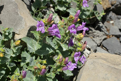 Penstemon montanus