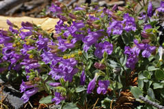 Penstemon montanus