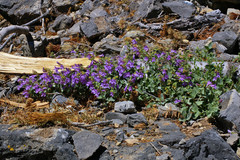 Penstemon montanus