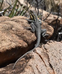 Ctenophorus modestus